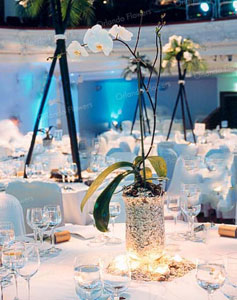 Blue Orchid Theme - Auckland Town Hall - Auckland Conventions