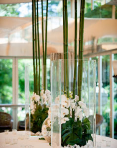 Orchids and Bamboo - Kelliher Estate