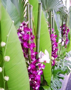  Exotic Orchid Installation - Mantells on the Water