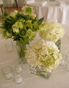 Winteroses, Hydrangea and Binaca Roses - Mantells on the Water