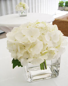 White Hydrangea Vases - Bar Leaners - Mantells on the Water