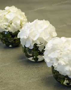 Hydrangea Vases - Northern Club