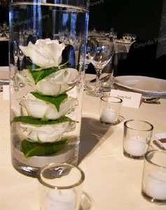 Submerged White Roses - Orakei Bay 