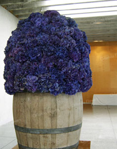  Hydrangea  Installation  -Barrel Hall Villa Maria