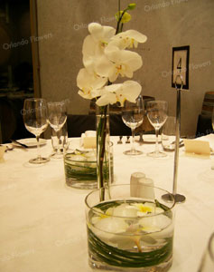  Orchids and Frangapan - Barrel Hall - Villa Mariai