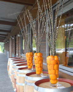 Pussy Willow and Citrus. Outside Barrel Hall - Villa Maria 