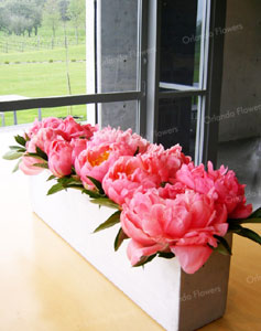 Coral Peony - Cellar Door - Villa Maria