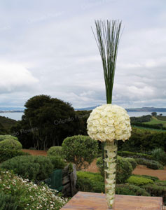  Rose Orb and Grasses - Mudbrick Vineyard - Waiheke Island