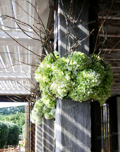 Hydrangea and Branches - Mudbrick  Vineyard - Waiheke Island 