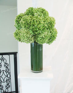 Antique Green Hydrangea - Pearl Room - The Wharf 